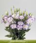 Seminte profesionale EUSTOMA - Lisianthus - imagine 48853
